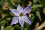 Star-of-Bethlehem <BR>Springstar